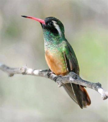  Xantus's Hummingbird：その小さな体と驚異的な飛行能力に驚くべき秘密が隠されている！